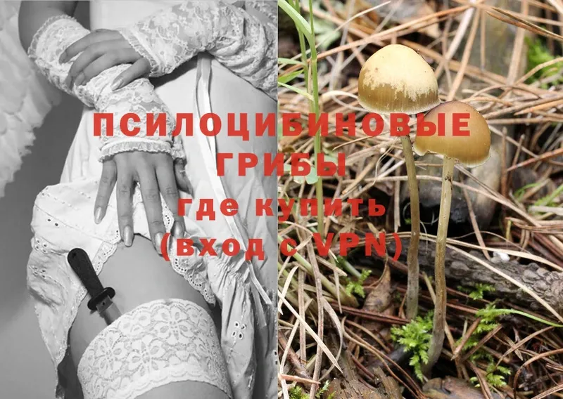 MEGA онион  Шелехов  Галлюциногенные грибы Psilocybe  даркнет сайт 